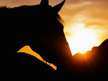 Crete gay tour - sunset horse riding