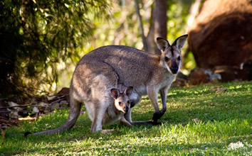 Australia gay tour Kangaroo