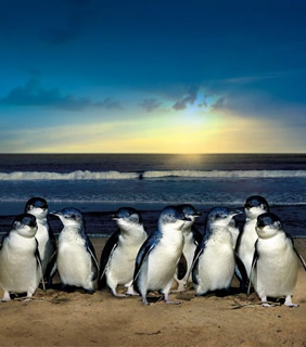 Australia gay tour - Phillip Island Penguins