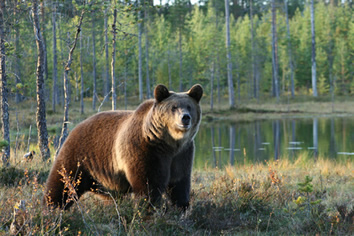 Finland gay tour - bear watching