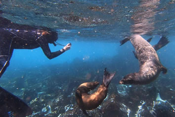 Galapagos gay cruise - snorkeling