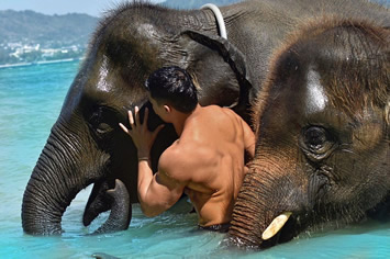 Thailand gay tour elephants