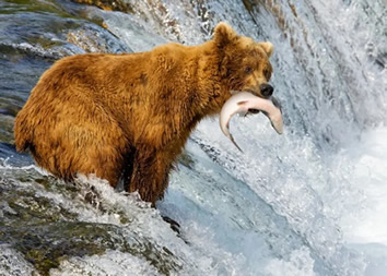 Alaska bear