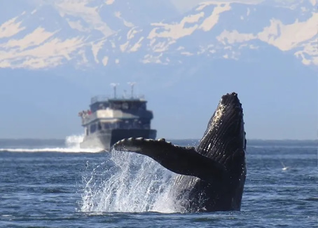 Alaska gay expedition cruise