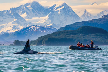 Whale Alaska gay cruise