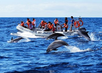 Azores dolphin watching excursion