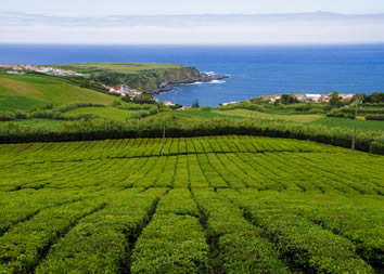 Azores tea plantation