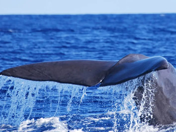 Azores Whale Watching tour