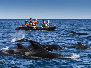 Baja California gay cruise - dolphin watching