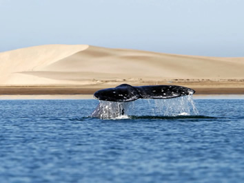 Baja California whale watching gay cruise