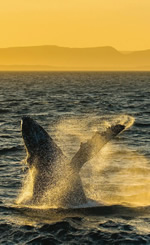 Mexico Whales Gay Cruise