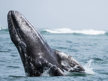 Sea of Cortez whale watching gay cruise