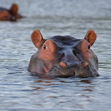 Botswana hippo