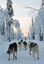 Finland Winter Gay Adventure Tour