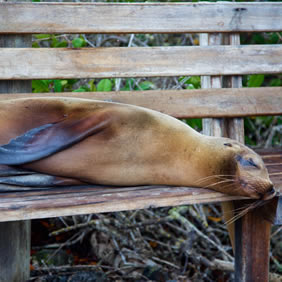 Galapagos sea lion sleeping