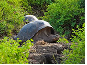 Galapagos tortoise