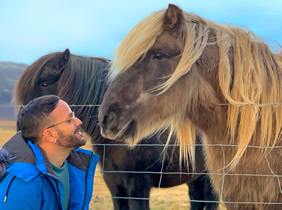 Iceland horses