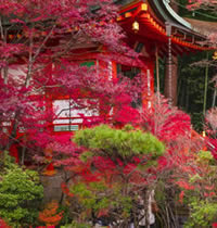 Japan fall foliage gay tour