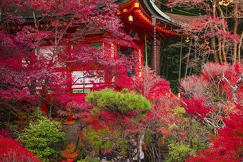 Japan fall foliage gay trip