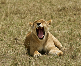 Kenya gay safari lion