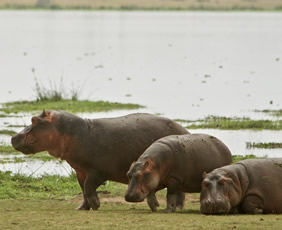Lake Nakuru hippos