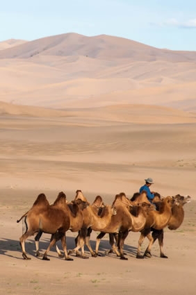 Mongolia desert dunes
