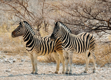 Namibia gay safari tour