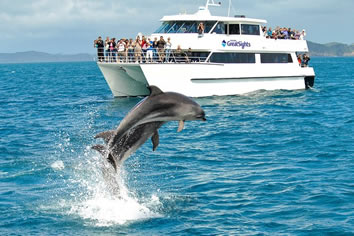 New Zealand gay tour - Dolphin Seeker Cruise