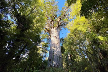 New Zealand gay tour - Waipoua Forest