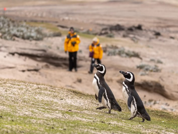 Patagonia gay cruise - Magellanic penguins