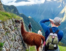 Gay Inca trail llama