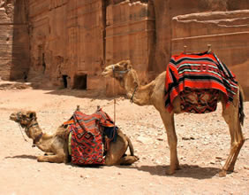 Petra camels