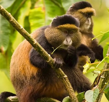 Golden Monkeys Rwanda safari