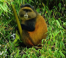 Rwanda gay safari golden monkey