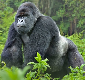 Rwanda gorilla safari