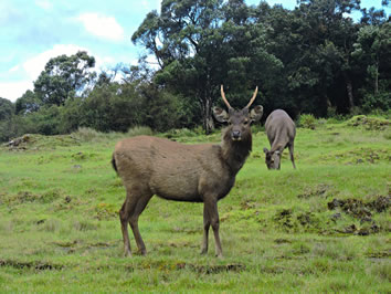Sri Lanka gay tour - Horton Plains