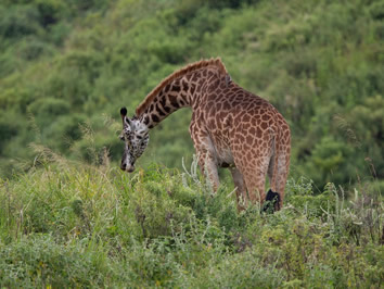 Tanzania gay safari - giraffe