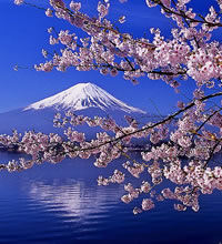 Japan Cherry Blossom Gay Tour