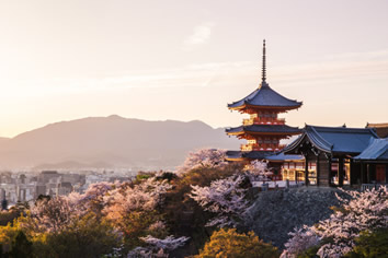 Kyoto Cherry Blossom Japan gay tour