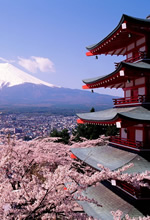 Cherry Blossom Japan Gay Tour