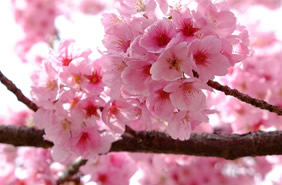 Japan Sakura blossom gay tour