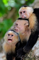 Costa Rica Gay Tour