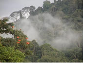 Costa Rica gay tour - Monteverde Cloud Forest