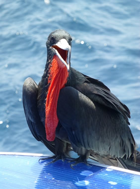 Galapagos frigate bird