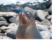 Galapagos gay tour - sea lion