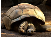 Galapagos gay tour - giant tortoises