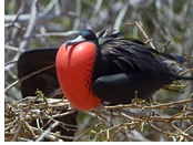 Galapagos gay tour - great frigate