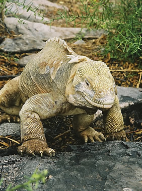 Galapagos iguana