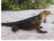 Galapagos gay tour - iguana