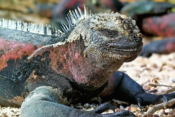 Galapagos gay tour - marine iguana